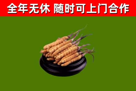 老边区回收冬虫夏草